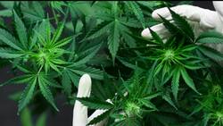 गांजा रखने पर हो सकती है 6 माह से लेकर 20 साल तक की जेल