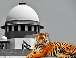 भारत में बाघों की संख्या में वृद्धि, केन्द्र ने Supreme Court को बताया आंकडा