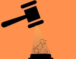 Bombay High Court ने क्यों कहा कि कुत्ते, बिल्लियाँ इंसान नहीं हैं ?