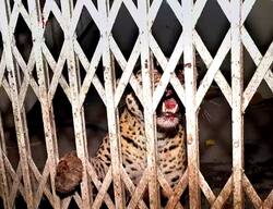 तेंदुए की दहशत-सुरक्षा के पुख्ता इंतजाम नहीं होने पर Ghaziabad Bar Association ने दी अ​निश्चित कालीन हड़ताल की चेतावनी