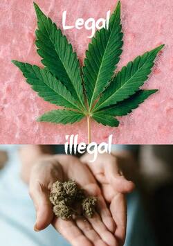 गांजा illegal तो भांग लीगल क्यों ?