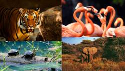 क्या आपको है जानवरों से प्यार तो जानिये किन जानवरों को नहीं पाल सकते Wildlife Protection Act के तहत