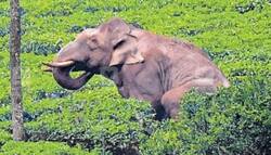 SC ने गुस्सैल हाथी के स्थानांतरण के High Court के आदेश के खिलाफ केरल सरकार की याचिका खारिज की