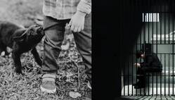 कुत्ते के काटने पर उसके मालिक पर कौन सी धारा लगती है और क्या है सजा?