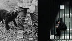 कुत्ते के काटने पर उसके मालिक पर कौन सी धारा लगती है और क्या है सजा?