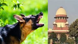 केरल में आवारा कुत्तों द्वारा बच्चे की हत्या मामले में, सुप्रीम कोर्ट अर्जेंट लिस्टिंग के तहत 12 जुलाई को करेगा सुनवाई