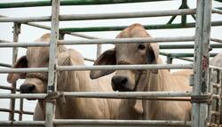 गाय का कब्जा या परिवहन उत्तर प्रदेश गोवध निवारण अधिनियम के तहत अपराध नहीं: इलाहाबाद हाई कोर्ट