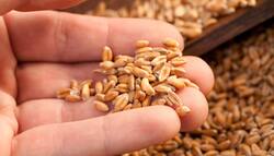 NFSA के तहत उत्तर प्रदेश सरकार ने उठाया ये कदम, राशन दुकानों तक पहुंचना होगा आसान