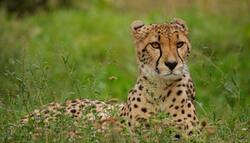 कूनो चीता मौत पर सुप्रीम कोर्ट की केंद्र को फटकार, कुछ चीतों को राजस्थान में स्थानांतरित करने का दिया सुझाव