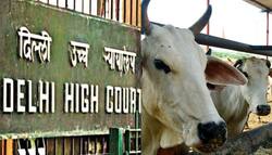 Delhi HC ने केंद्र सरकार को गोहत्या पर 'पूर्ण प्रतिबंध' लागू करने का निर्देश देने से किया इनकार
