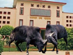 आवारा सांड से हुई महिला की मौत के मामले में Rajasthan HC ने बरकरार रखा Lok Adalat का फैसला, जानें पूरी बात