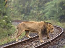 'हमें दरोगा ना बनाए..' शेरों की सुरक्षा को लेकर Gujarat High Court ने रेलवे एवं वन अधिकारियों को फटकारा