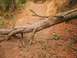 Delhi HC ने फॉरेस्ट ऑफिसियल के खिलाफ जारी किया Contempt Of Court का नोटिस, JNU परिसर में पेड़ों की कटाई से जुड़ा है मामला