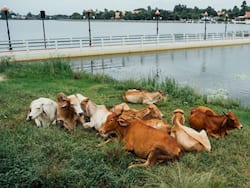 क्या 30 रुपये में मवेशियों को सही खाना मिल रहा है? गोशालाओं की व्यवस्था पर इलाहाबाद हाईकोर्ट ने यूपी सरकार से मांगा जवाब
