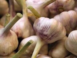 प्रतिबंधित 'चीनी लहसुन' बाजार में कैसे उपलब्ध है? इलाहाबाद HC ने सरकारी अधिकारी से मांगा जवाब