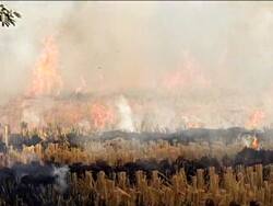 पराली जलाने वालों के खिलाफ कार्रवाई क्यों नहीं हुई? सुप्रीम कोर्ट ने पंजाब-हरियाणा सरकार के मुख्य सचिव को किया तलब