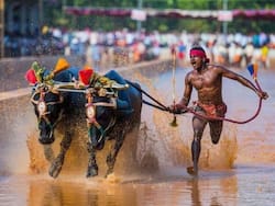 भैसा दौड़ 'कंबाला' पूरे राज्य की सांस्कृतिक विरासत, पेटा की याचिका पर कर्नाटक सरकार ने HC को बताया