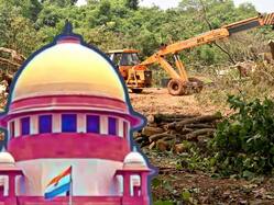 'फर्जी' अनुमति से रिज क्षेत्रों काटे गए वसंत कुंज में पेड़... दिल्ली वन विभाग ने SC में चौंकाने वाला खुलासा, जानें हलफनामे में क्या-कुछ बताया