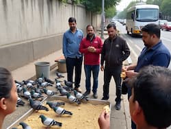 अब कबूतरों को दाना डालने वाले लोगों की खैर नहीं! पकड़े गए तो जेल जाना भी पड़ सकता है, Bombay HC ने क्यों दिया ये आदेश
