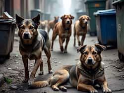 आवारा कुत्तों को खाना देने पर SC का नया आदेश, नियम तोड़ने पर लगेगा भारी जुर्माना, जान लें पूरा फैसला